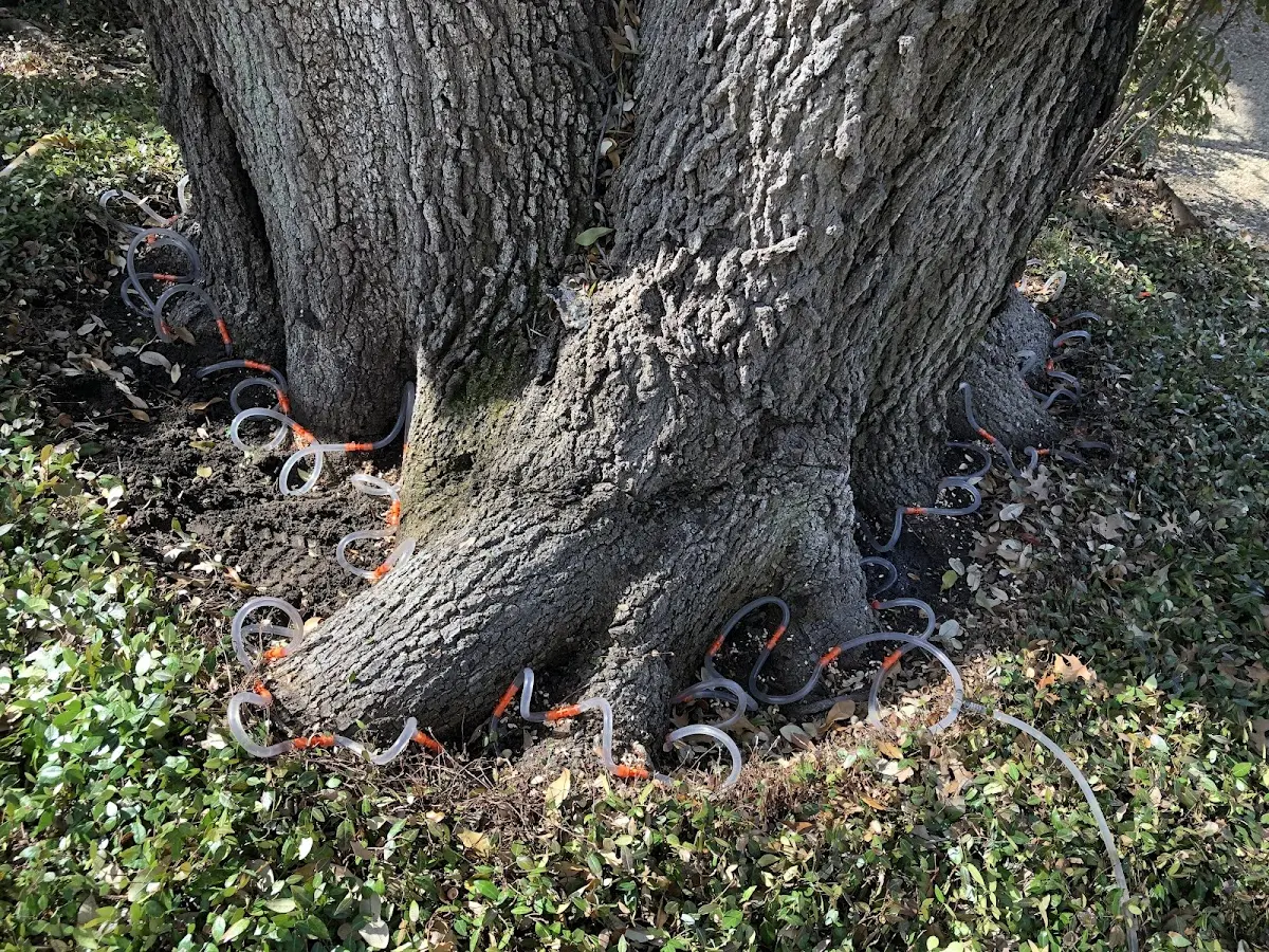 Detailed Tree Cabling and Bracing job site in Commerce City